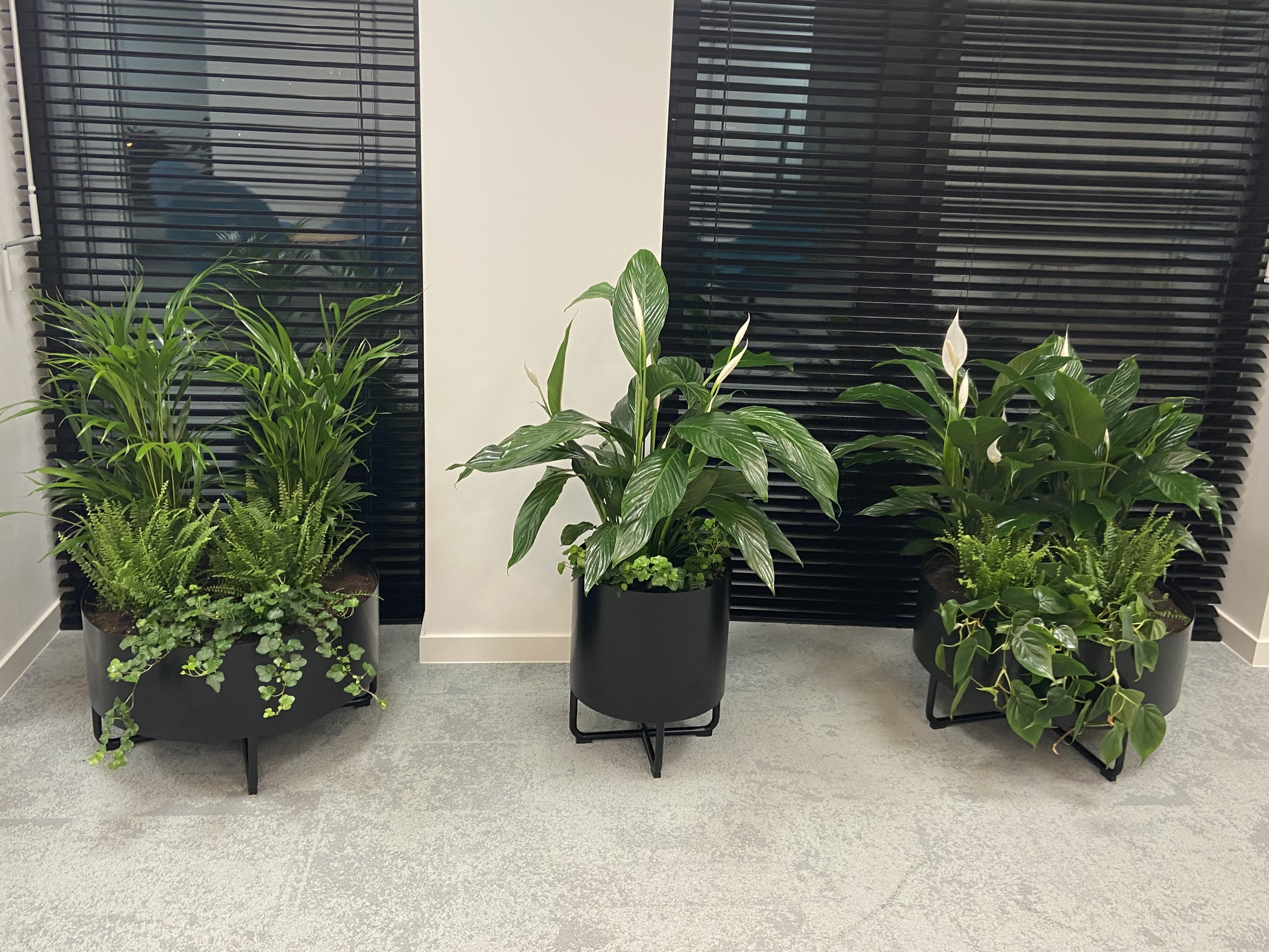 Trzy rośliny doniczkowe w biurze z żaluzjami.