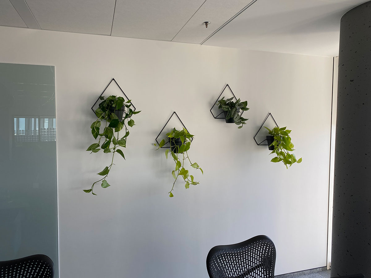 Cztery rośliny wiszące na ścianie w biurze.