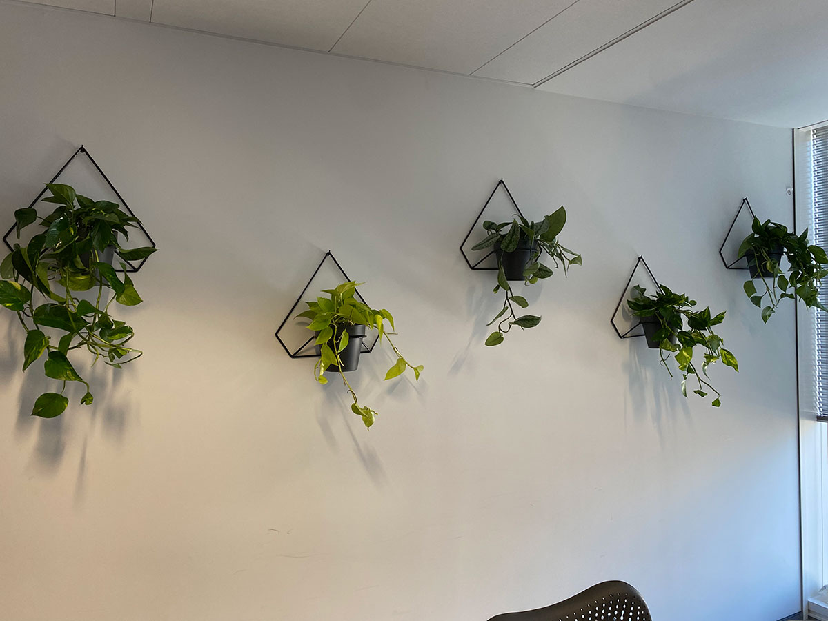 Cztery rośliny wiszą na ścianie w biurze.
