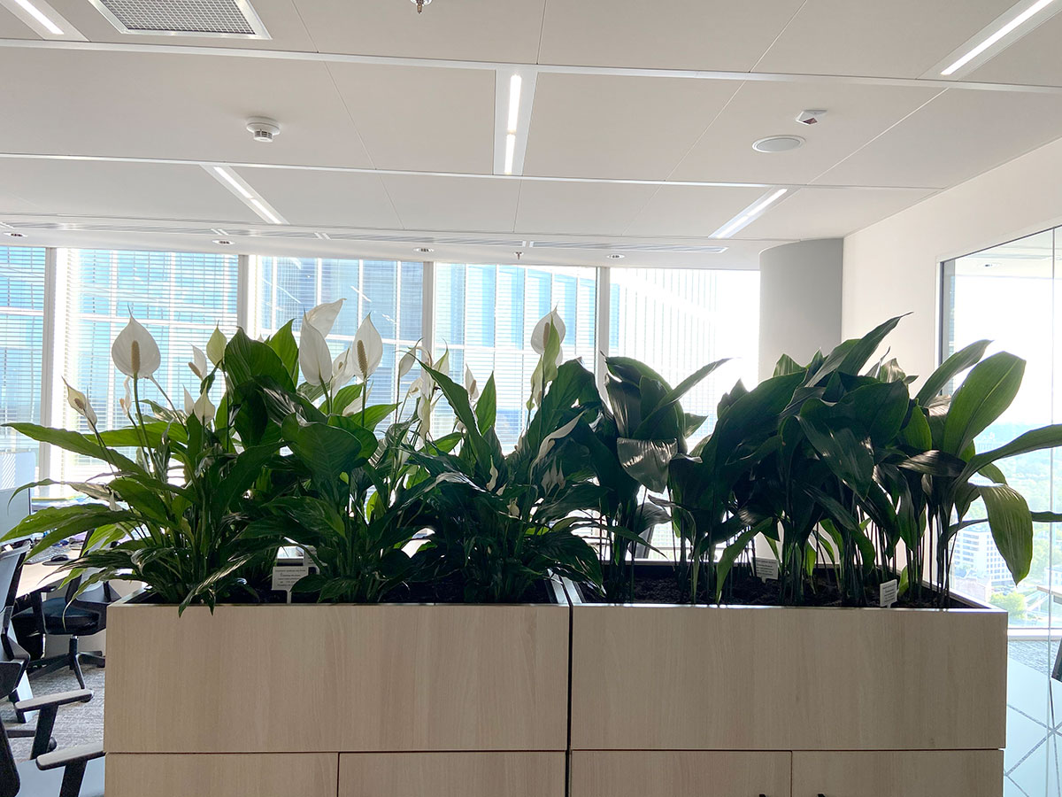 Duże biuro z dużą ilością roślin.