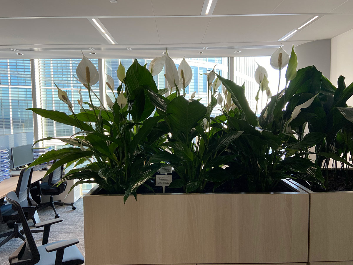 Duże biuro z dużą ilością roślin i biurek.
