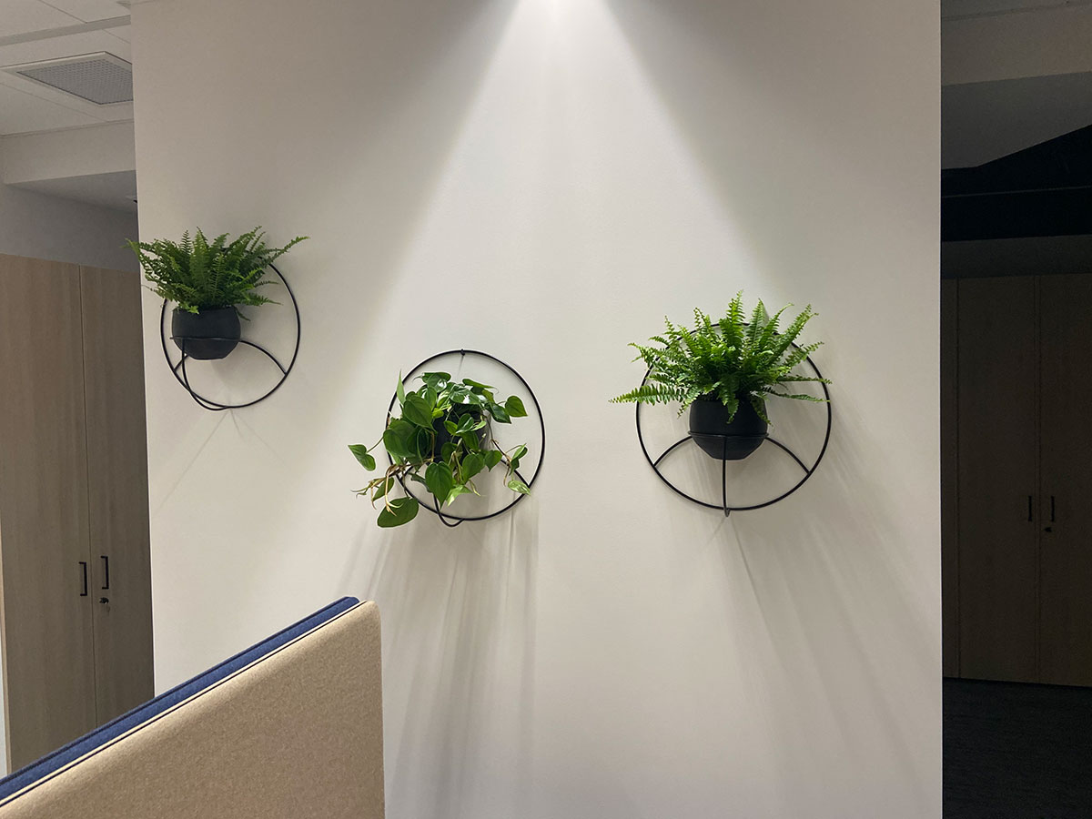 Trzy rośliny wiszące na ścianie w biurze.