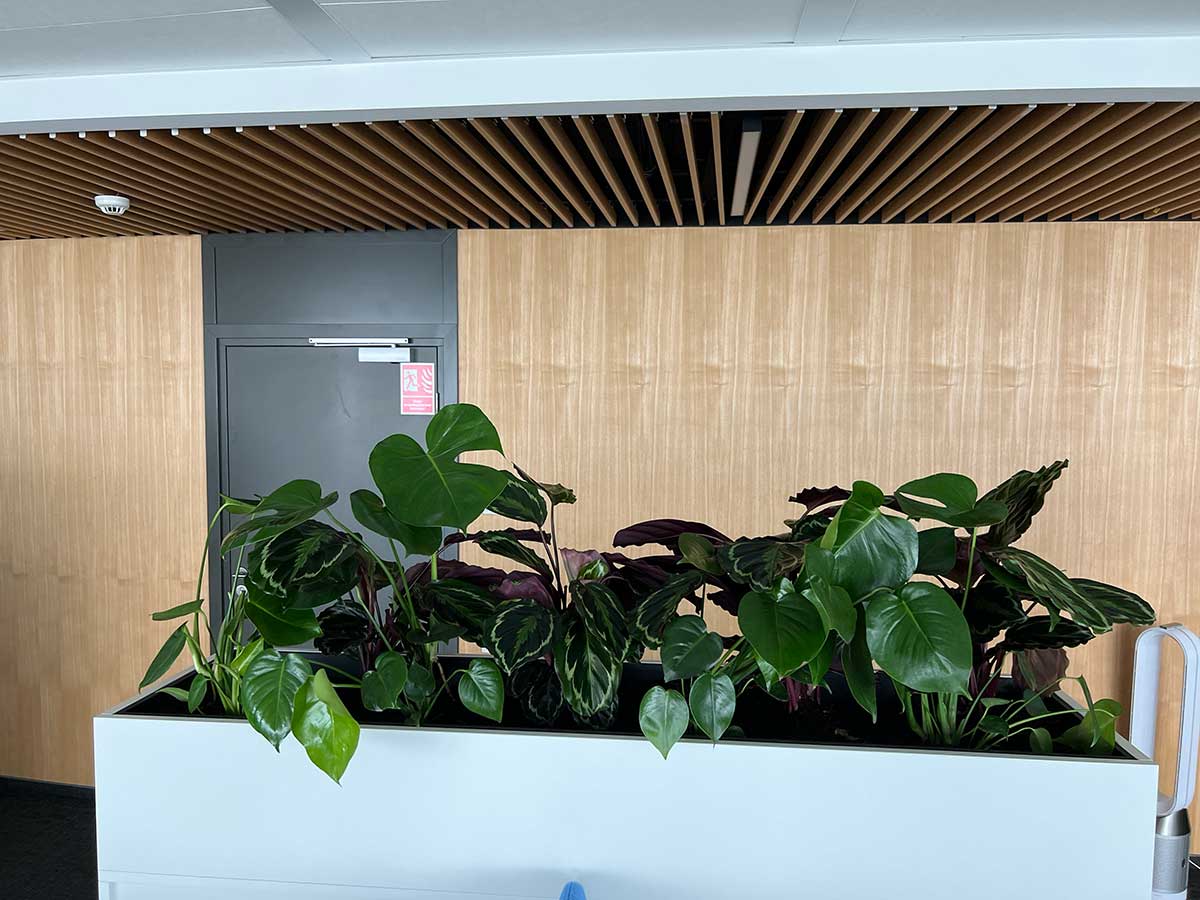 Doniczka z roślinami Booksy w biurze.