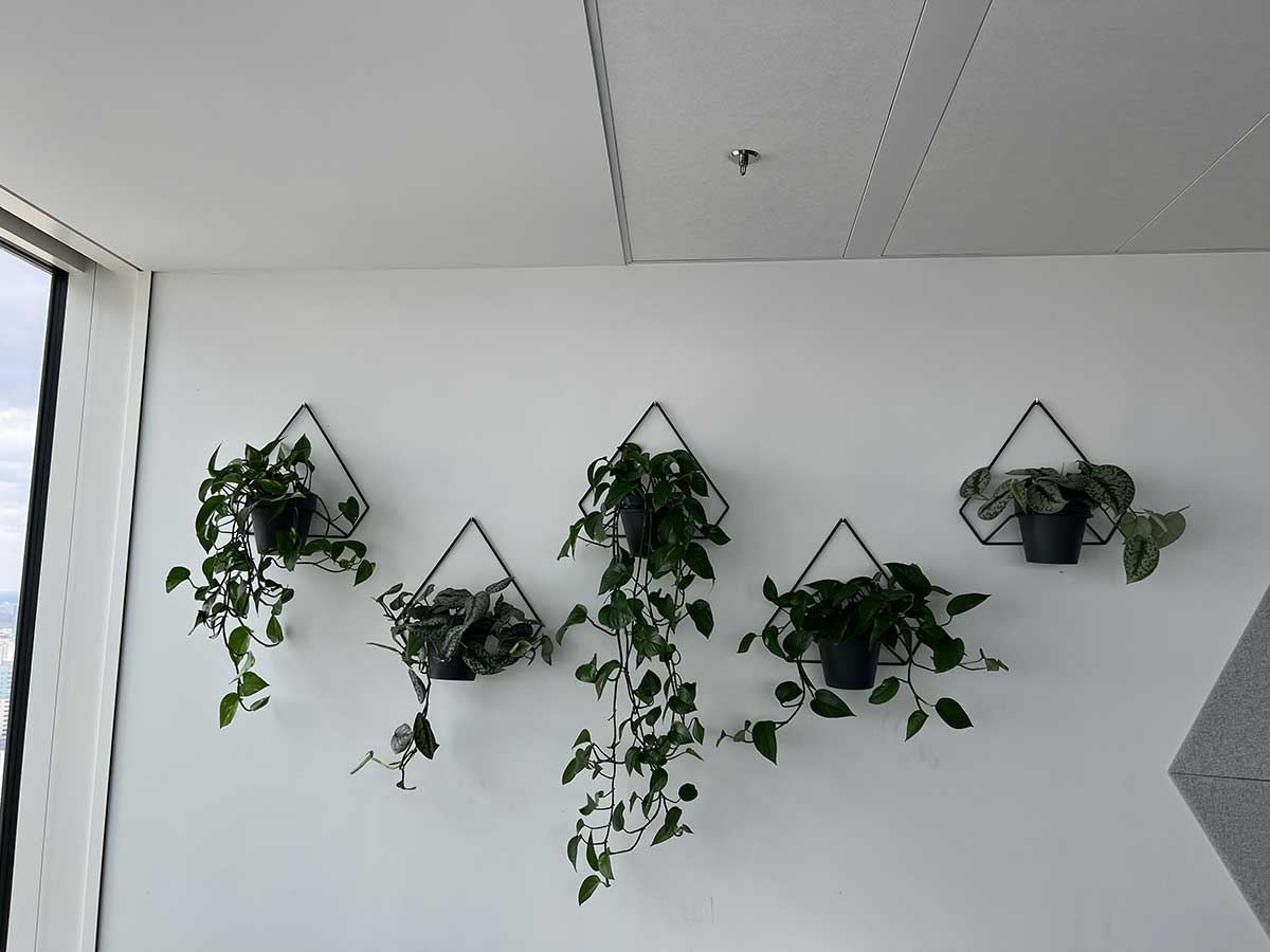 Cztery rośliny wiszące na ścianie w biurze, tworząc zieloną oazę inspirowaną Booksy.