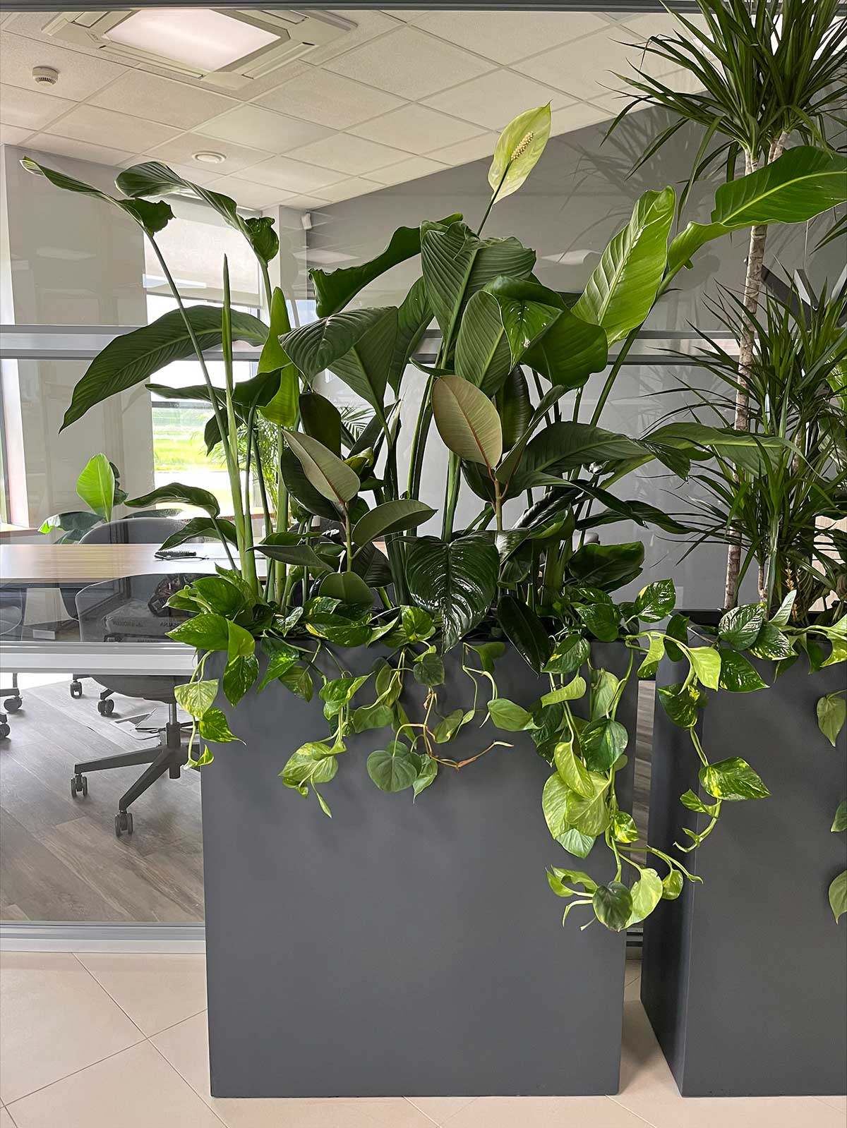 Dwie duże donice z roślinami w biurze ozdobionym Booksy.