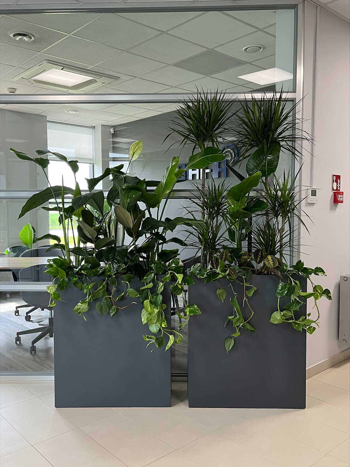 Dwie donice z roślinami Booksy w biurze.