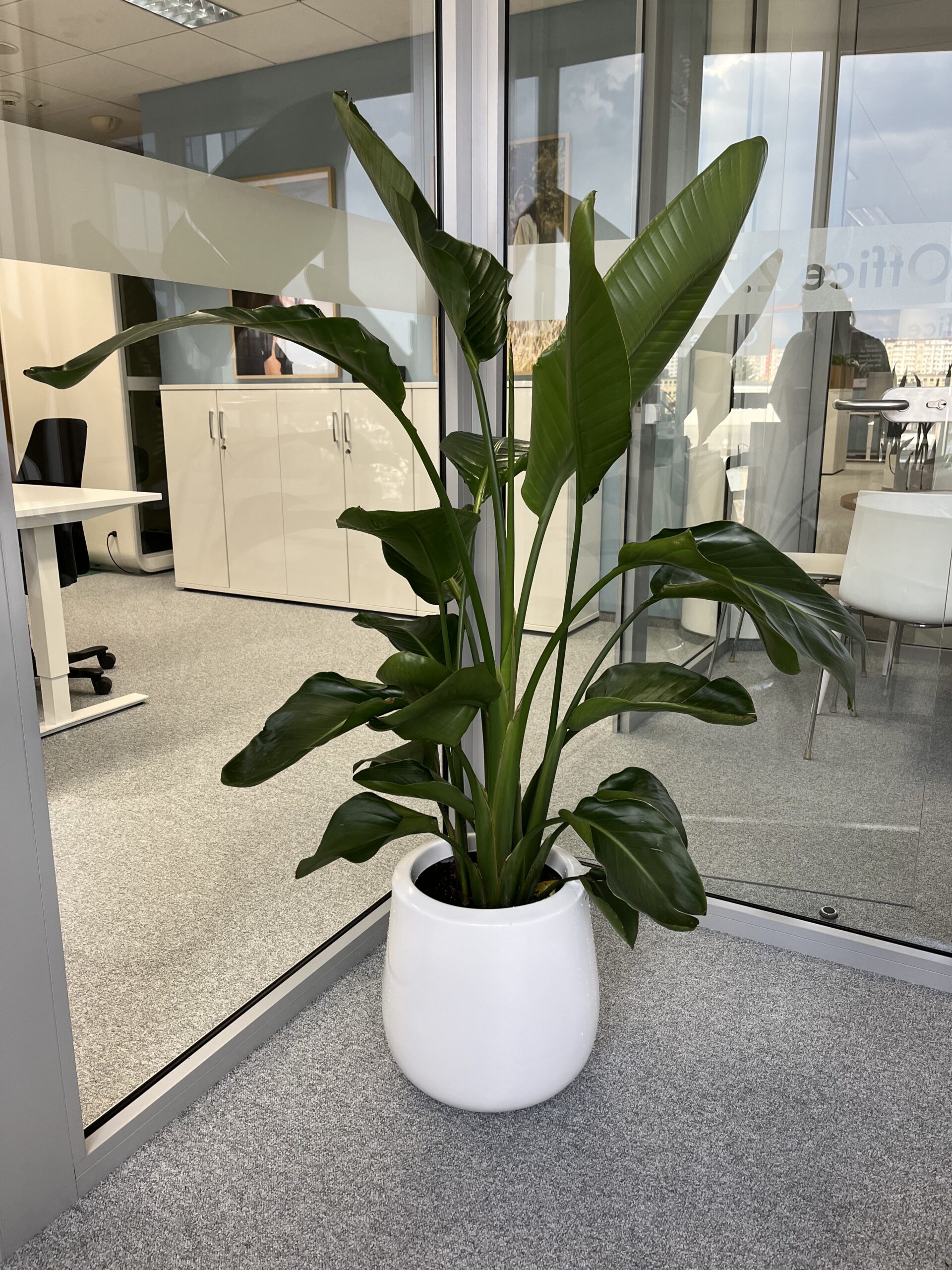 Duża roślina w białej doniczce w biurze.