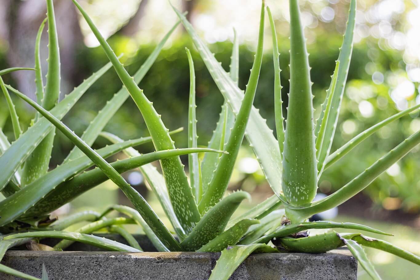 Aloes skutecznie usuwa szkodliwy formaldehyd z powietrza