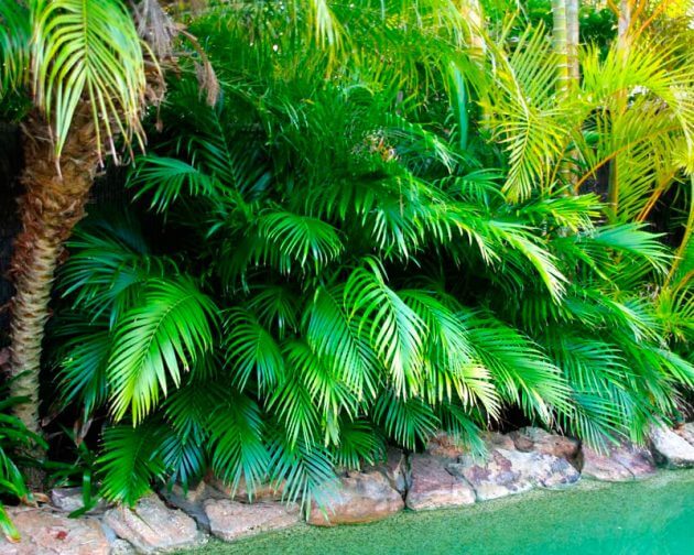 Basen otoczony palmami i Chamedorą wytworną.