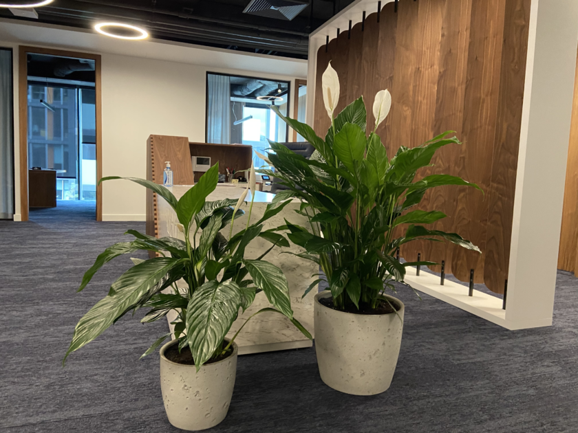 Dwie rośliny doniczkowe w biurze.