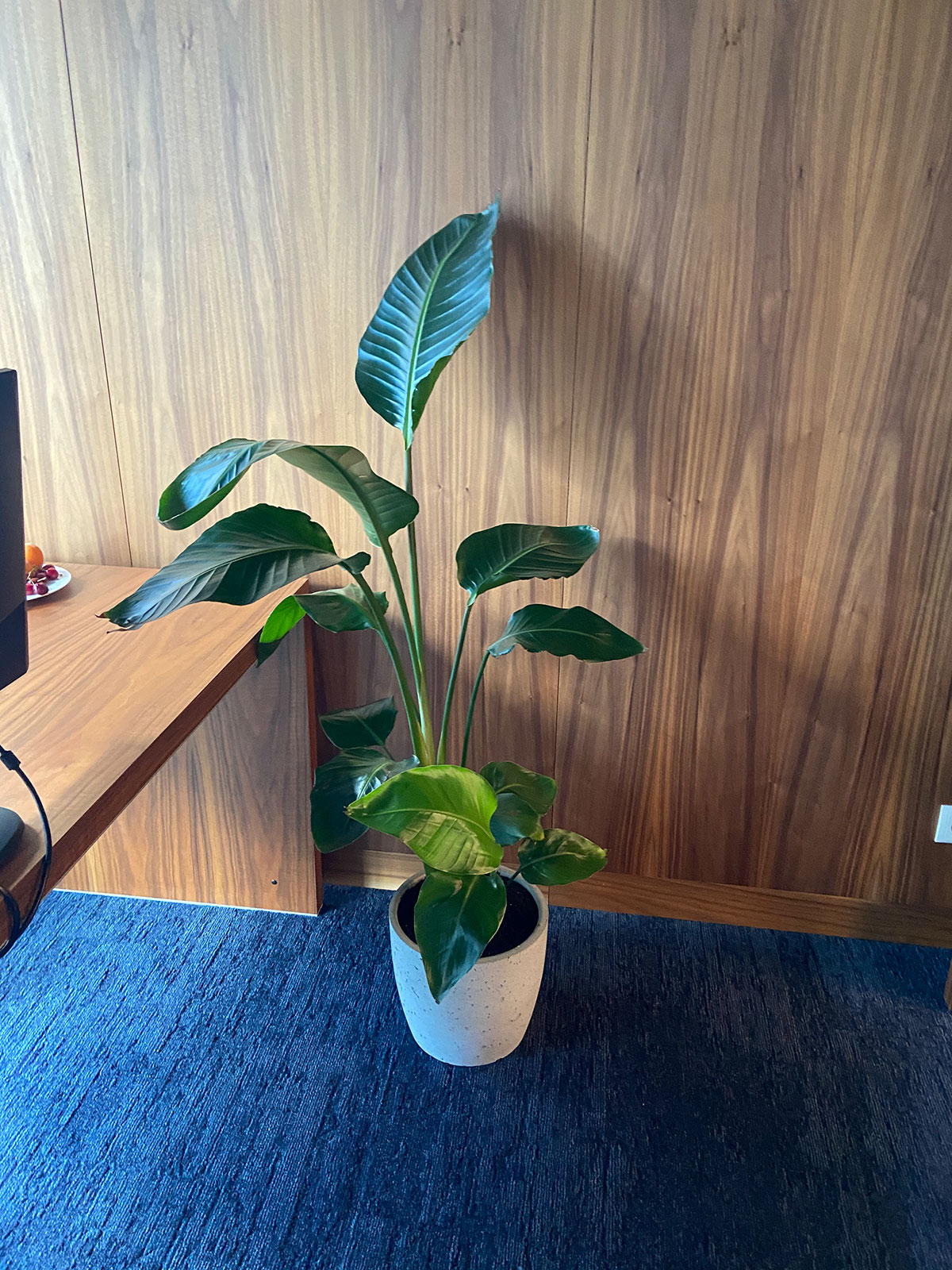 Roślina doniczkowa stoi na biurku w biurze.
