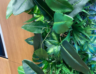 Duża ściana zielonych roślin w biurze.