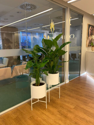Dwie rośliny doniczkowe w szklanym biurze.