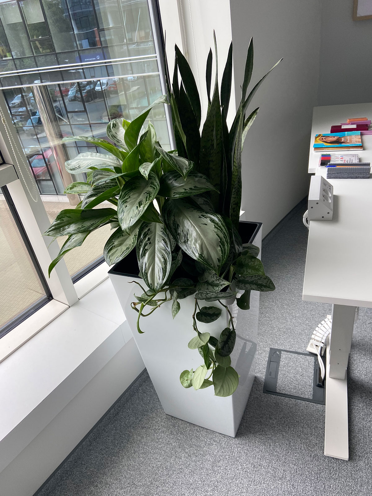 Na biurku przed oknem stoi roślina.