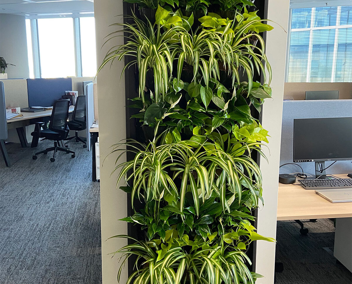 Zielona ściana w biurze z dużą ilością roślin.