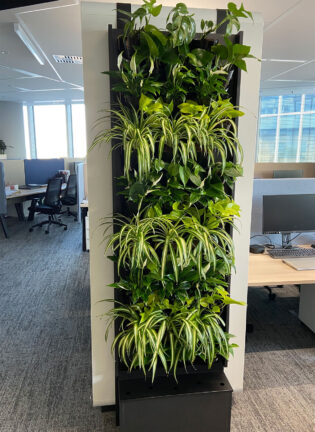Zielona ściana w biurze z dużą ilością roślin.