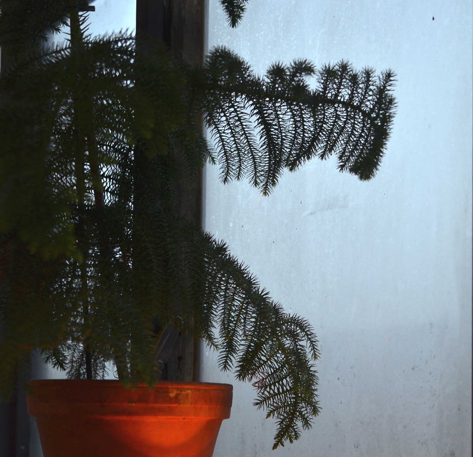 Drzewo araukaria w doniczce na parapecie okna.