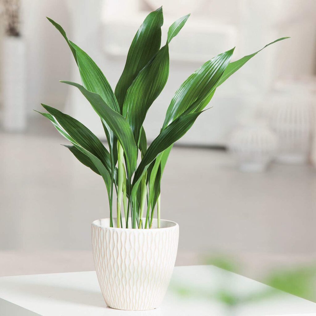 Aspidistra – odmiany, pielęgnacja, uprawa – Przewodnik 2025