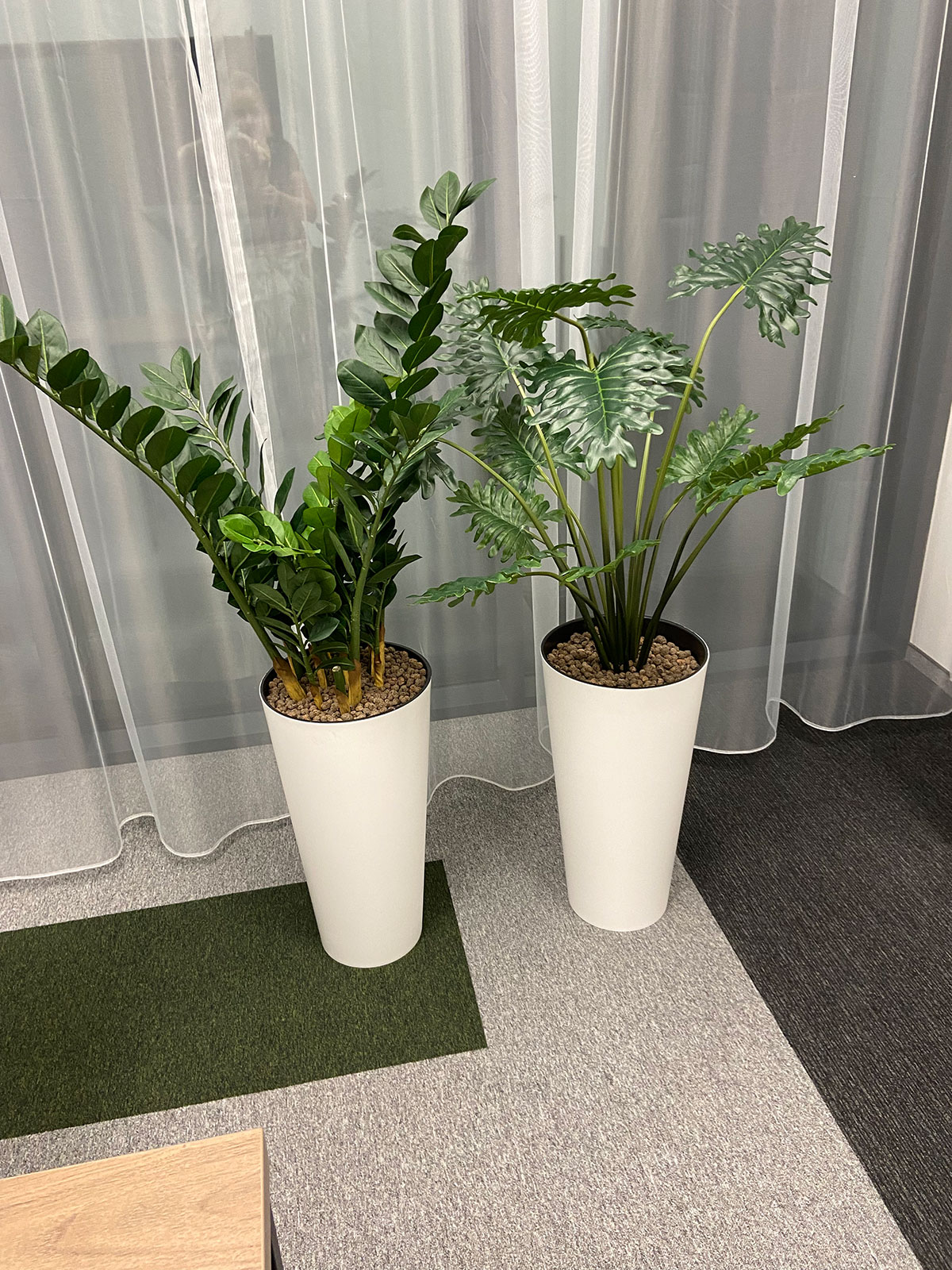 Dwie białe rośliny doniczkowe przed zasłoną.