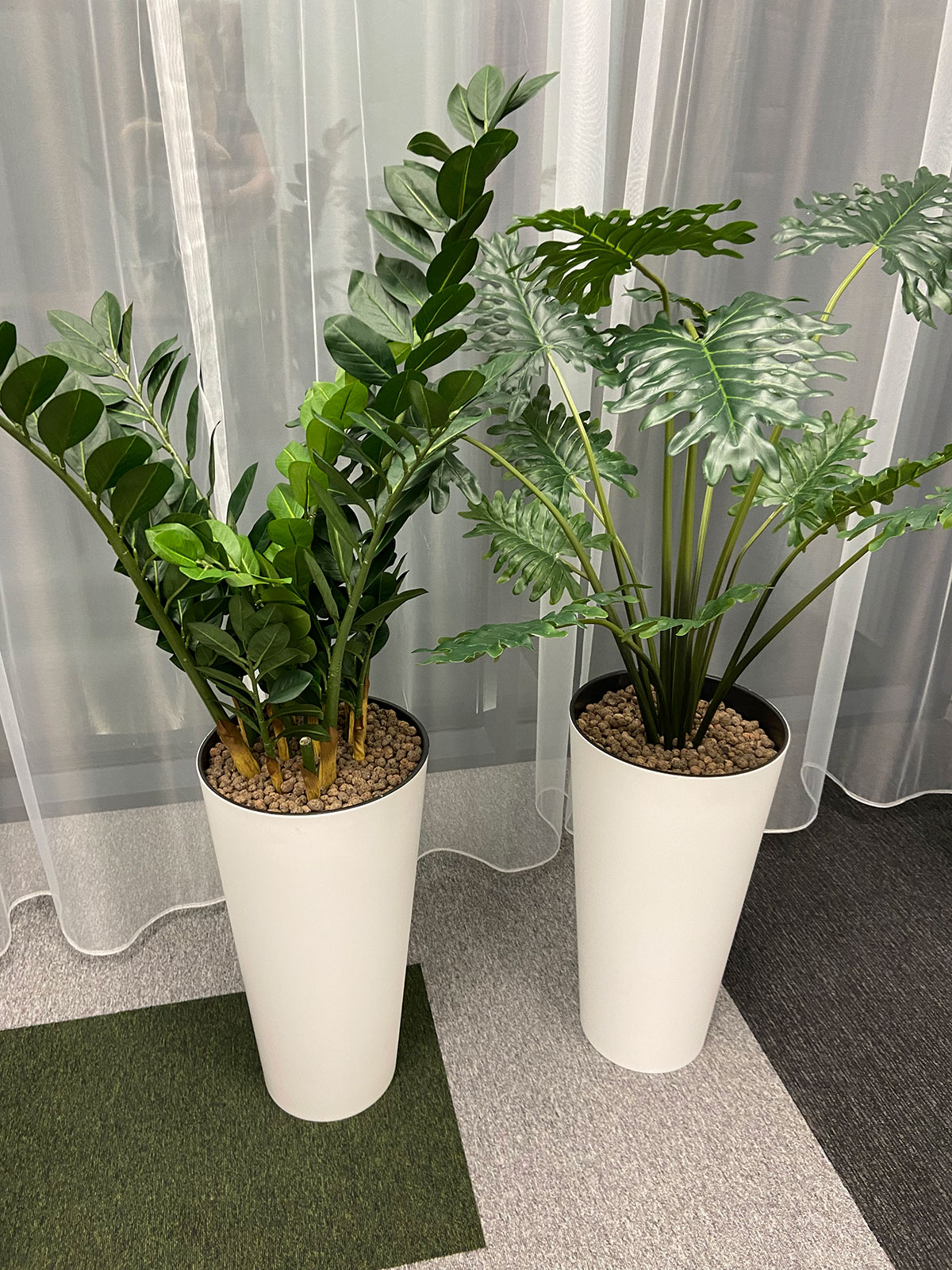 Dwie białe rośliny doniczkowe przed zasłoną.