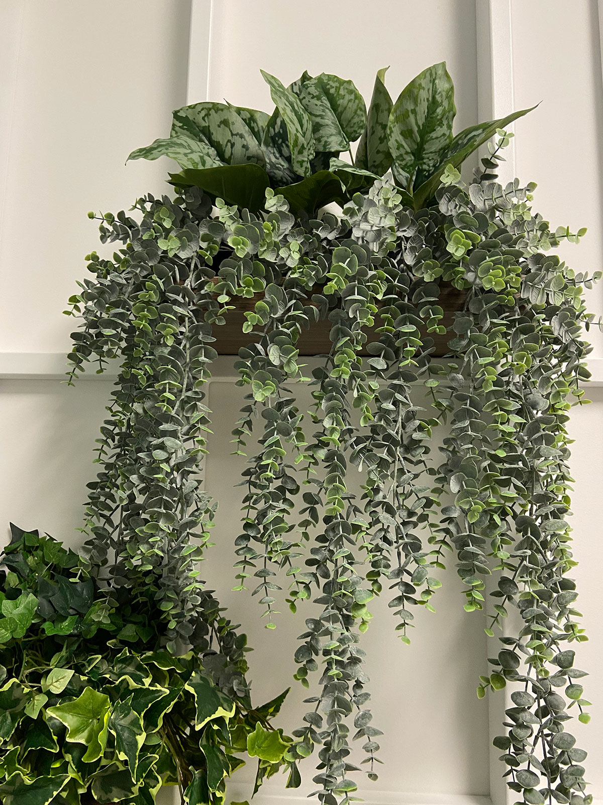 Rośliny eukaliptusowe zwisające ze ściany.