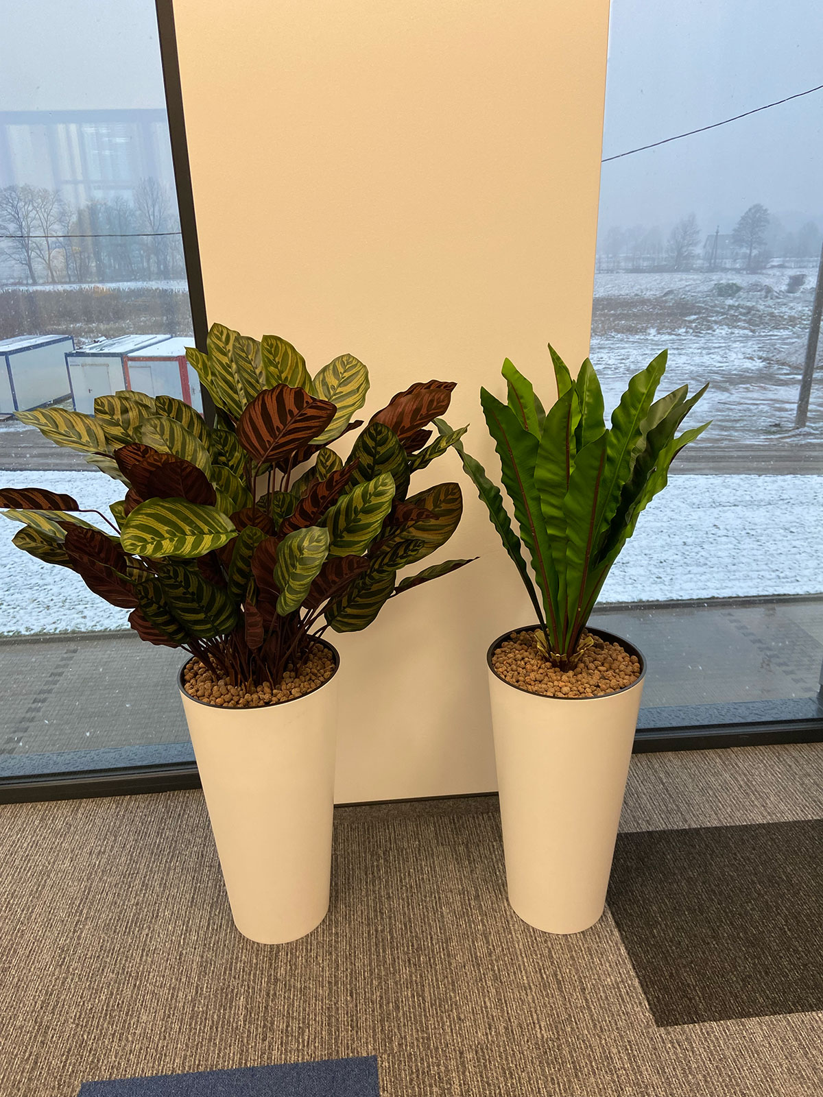 Dwie rośliny w białych doniczkach przed oknem.