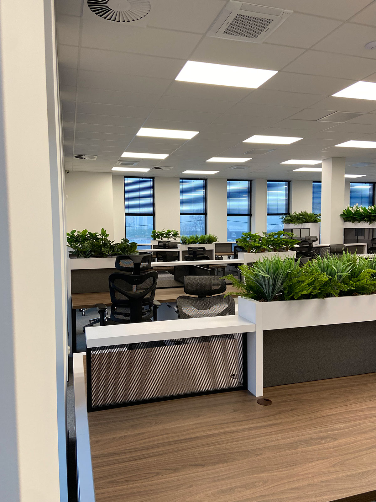 Biuro z dużą ilością roślin i biurek.