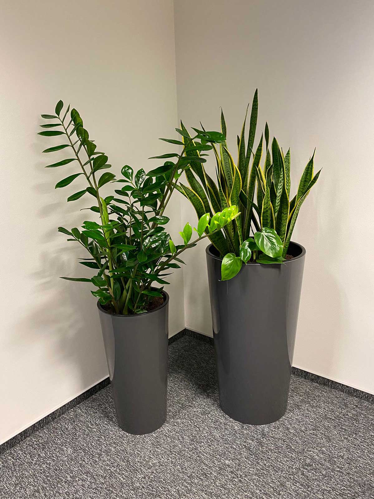 Dwie rośliny doniczkowe Booksy w biurze.