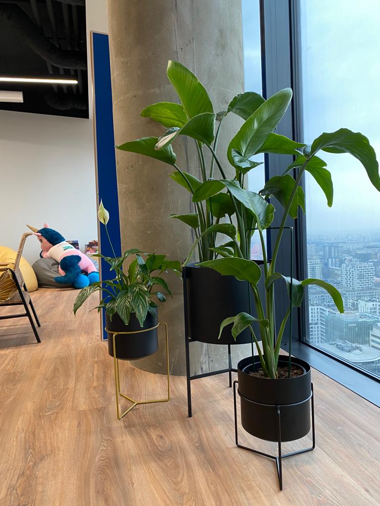 Trzy rośliny doniczkowe Booksy w biurze z widokiem na miasto.