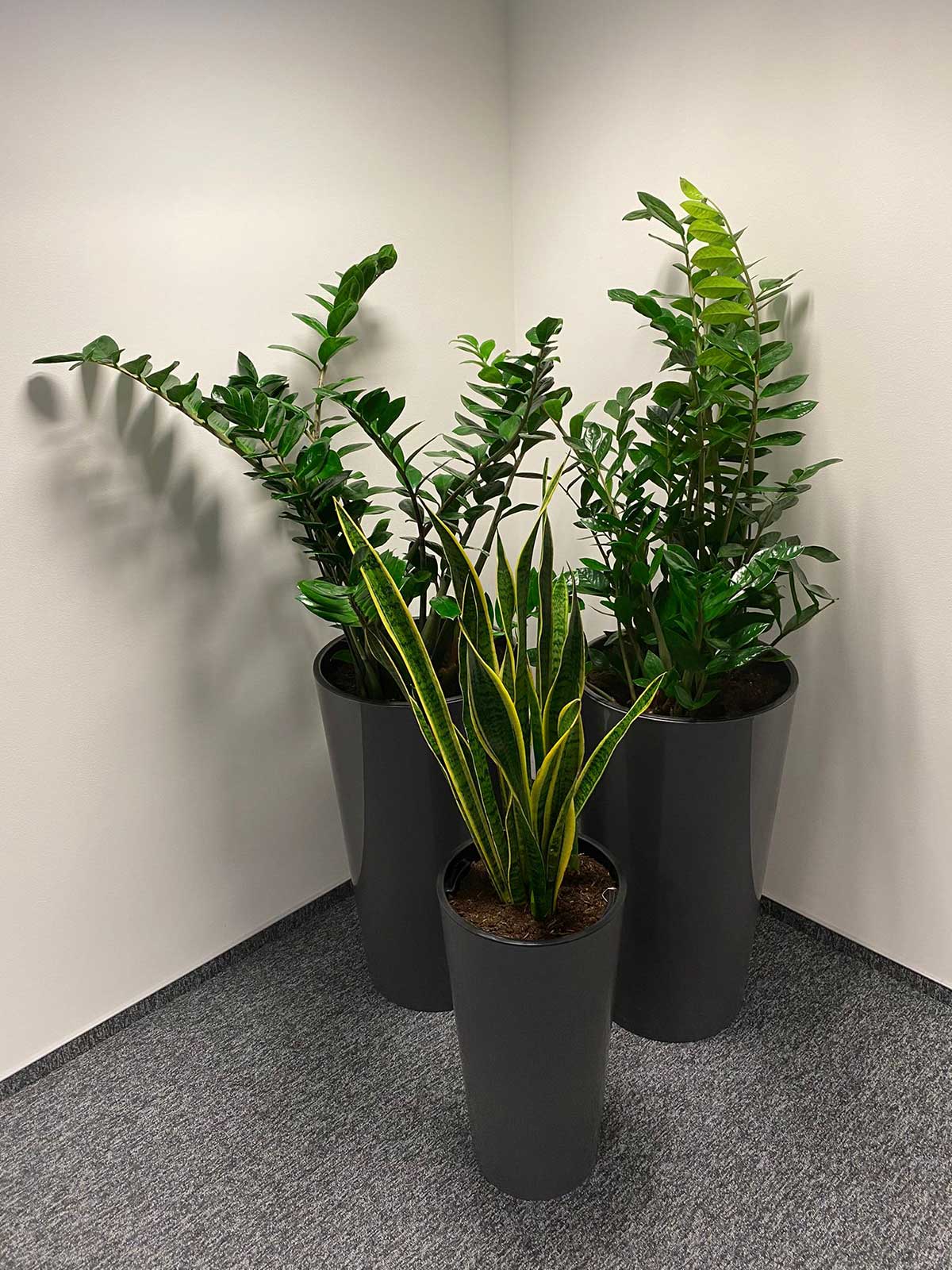 Trzy rośliny Booksy w czarnych doniczkach w biurze.
