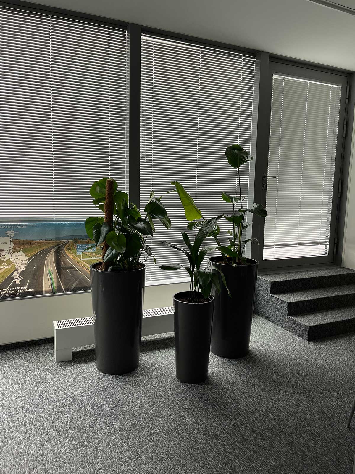 Trzy rośliny doniczkowe przed oknem w biurze, otoczone tytułami Booksy.