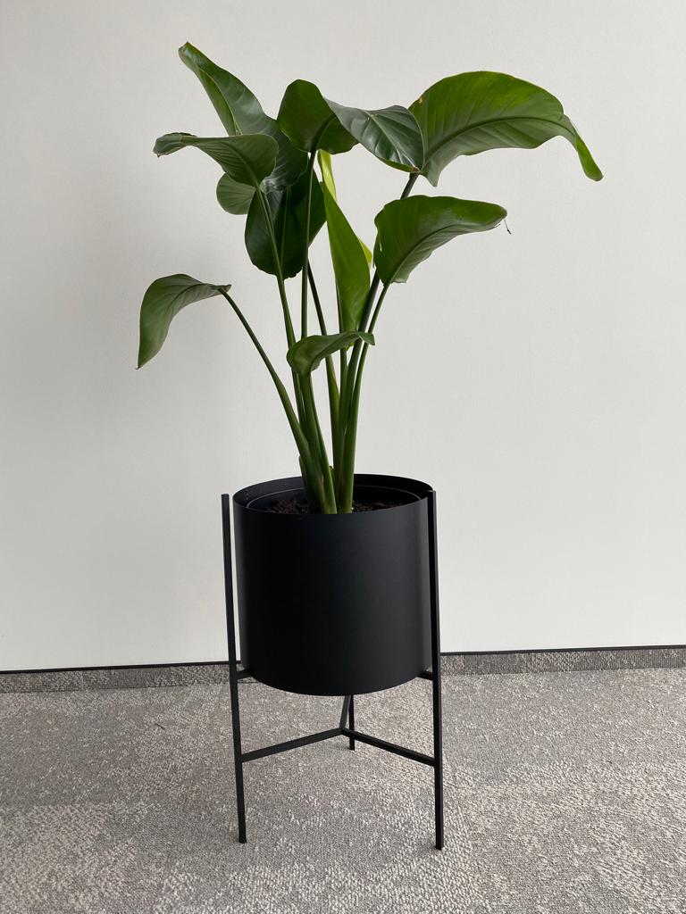 Czarny kwietnik z dużą rośliną, prezentujący estetykę Booksy.