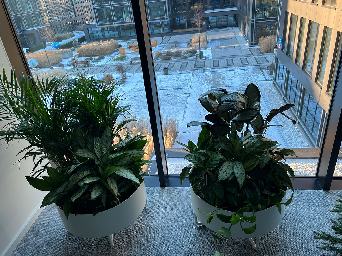 Dwie rośliny doniczkowe przed oknem, oprawione przez Booksy.