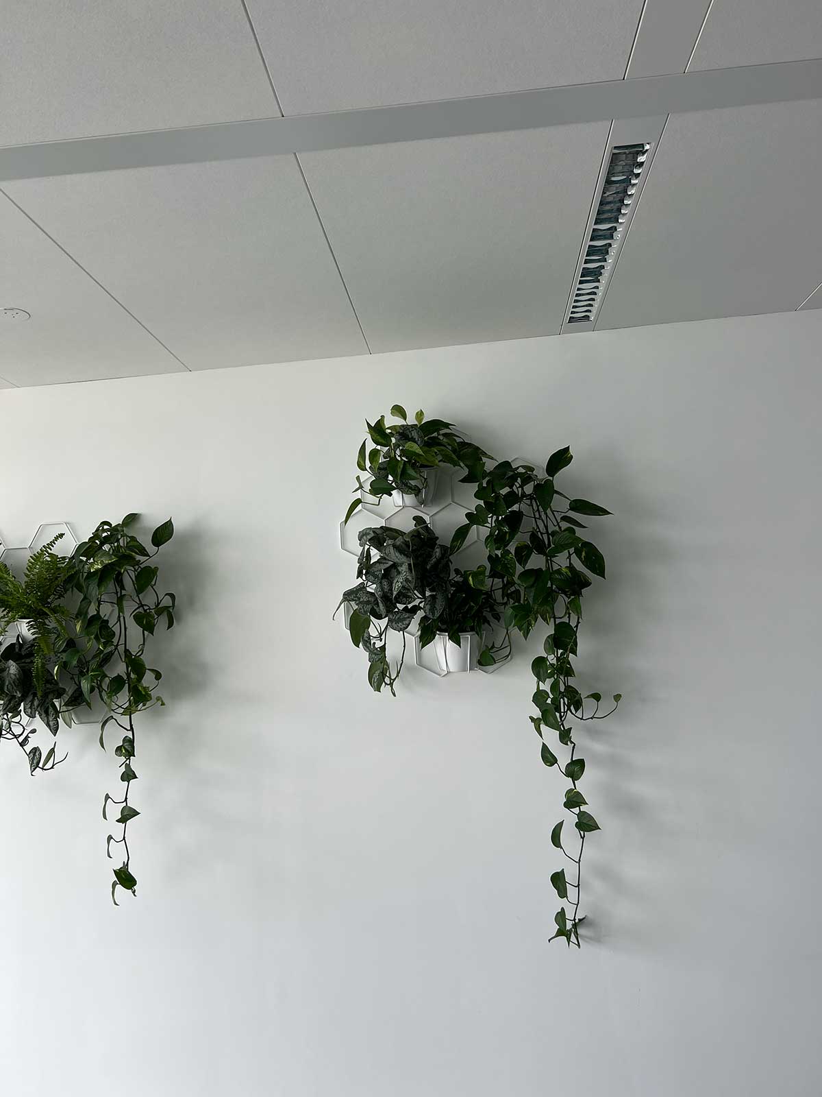 Trzy rośliny Booksy wiszące na ścianie w biurze.