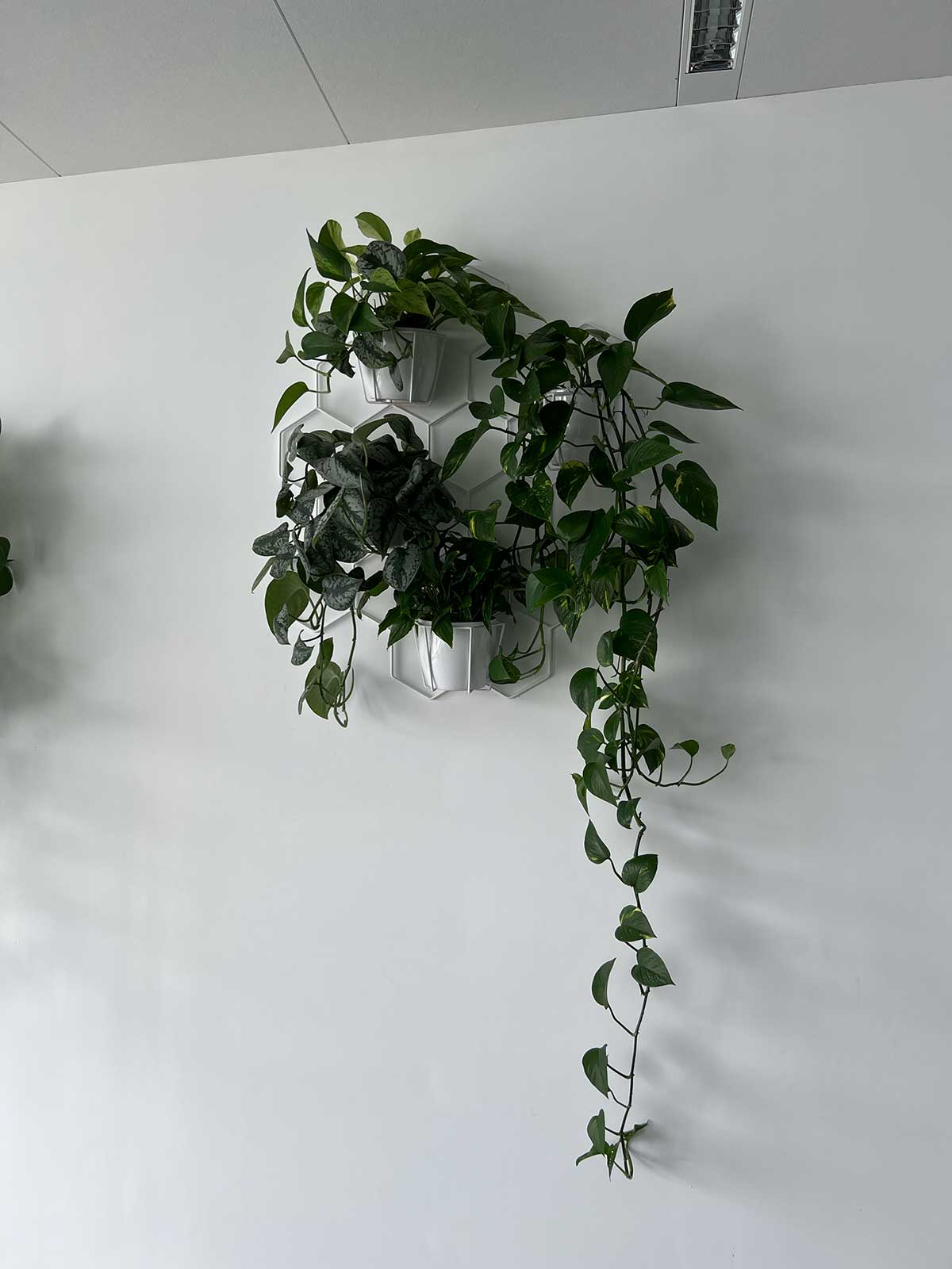 Trzy rośliny wiszą na ścianie w biurze ozdobionym Booksy.