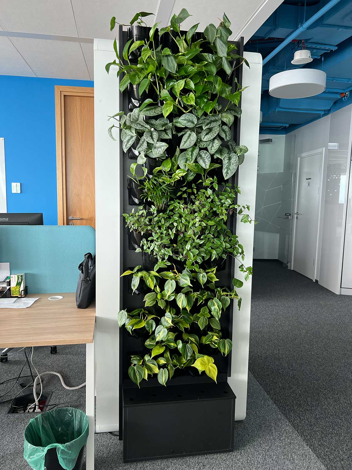 Zielona ściana Booksy w biurze z roślinami.