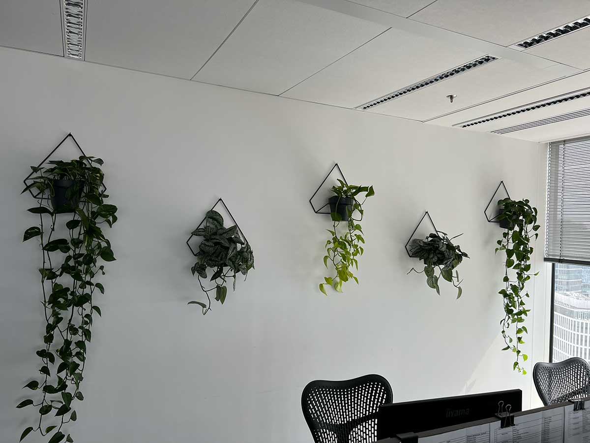 Rośliny Booksy wiszące na ścianie w biurze.
