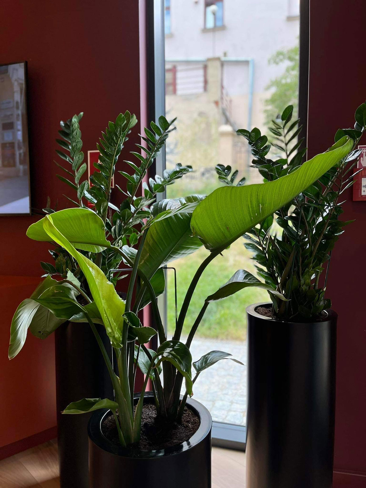 Trzy rośliny Booksy w czarnych doniczkach przed oknem.