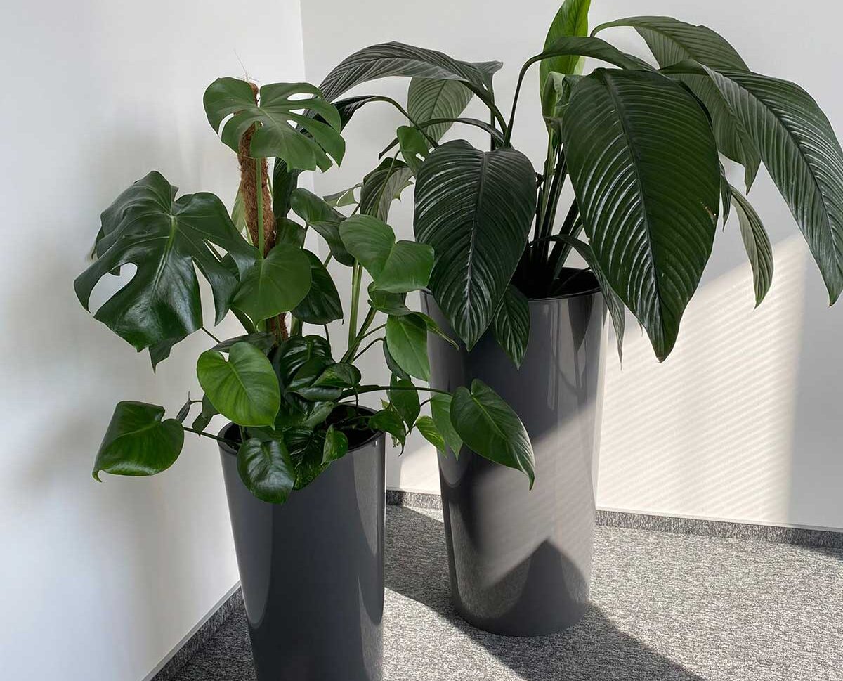 Dwie rośliny doniczkowe w otoczeniu biurowym.