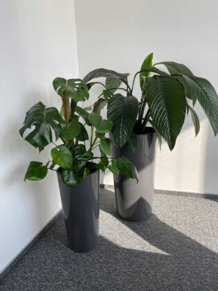 Dwie rośliny doniczkowe w otoczeniu biurowym.