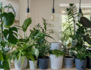 Opis: Grupa roślin doniczkowych na stołach z oświetleniem.