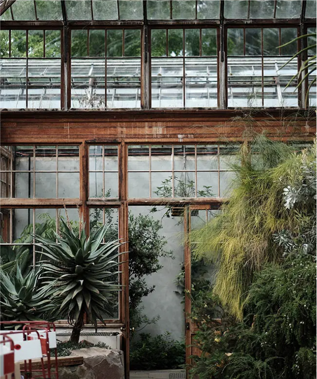 Bujne wnętrze szklarni z dużymi zielonymi roślinami widocznymi przez szklane panele i drewniane ramy.