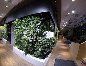 Wnętrze nowoczesnego biura z dużą pionową ścianą ogrodową z bujnymi zielonymi roślinami, przy oświetleniu otoczenia.