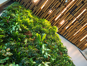 Zielona ściana wewnętrzna z bujną roślinnością, oświetlona górnymi lampami i drewnianym sufitem z listew powyżej.