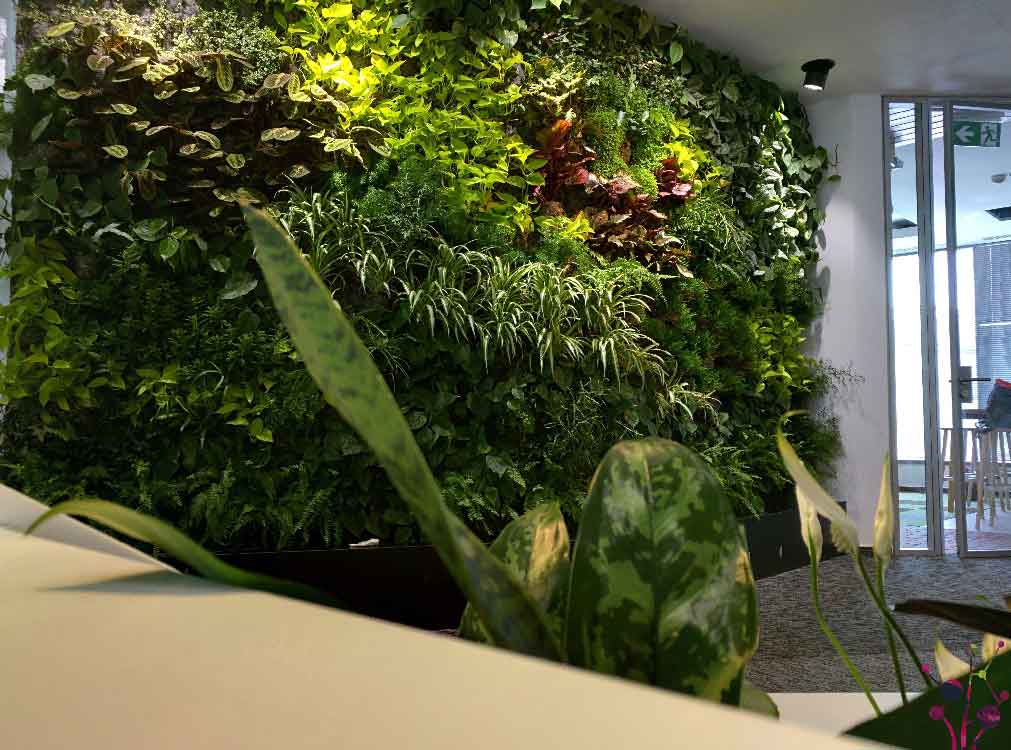 Zielona ściana w pomieszczeniu z różnorodnymi roślinami i bujnymi liśćmi, oglądana ponad krawędzią biurka w środowisku biurowym.