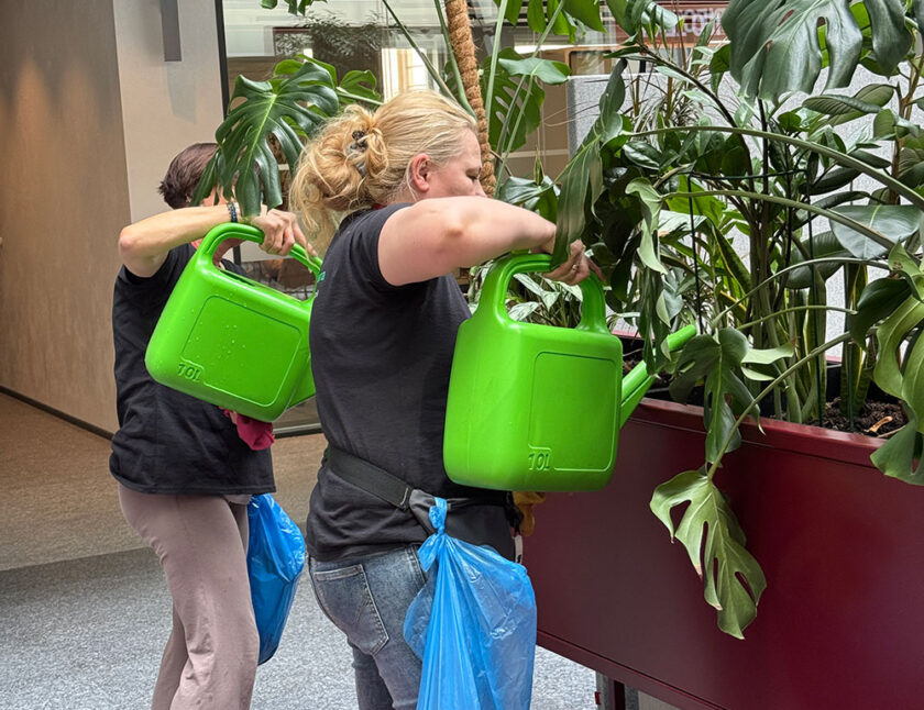 Dwie osoby podlewają duże rośliny doniczkowe zielonymi konewkami; jedna z nich ma przywiązaną do pasa niebieską plastikową torbę.