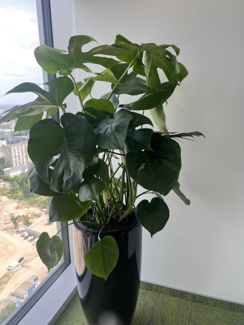 Duża roślina doniczkowa monstera o szerokich zielonych liściach stoi w pobliżu okna w biurze z widokiem na miasto.