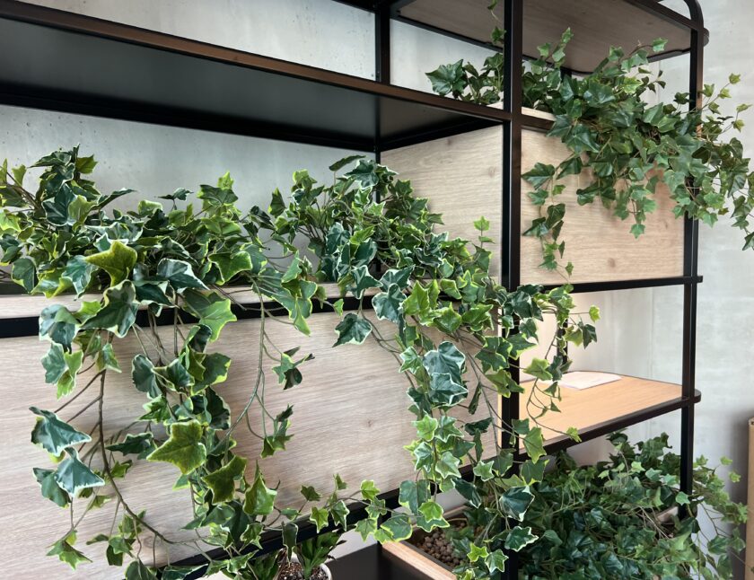 Zielone rośliny bluszczu spływające kaskadami z drewnianych półek z czarną metalową ramą na tle jasnej ściany.