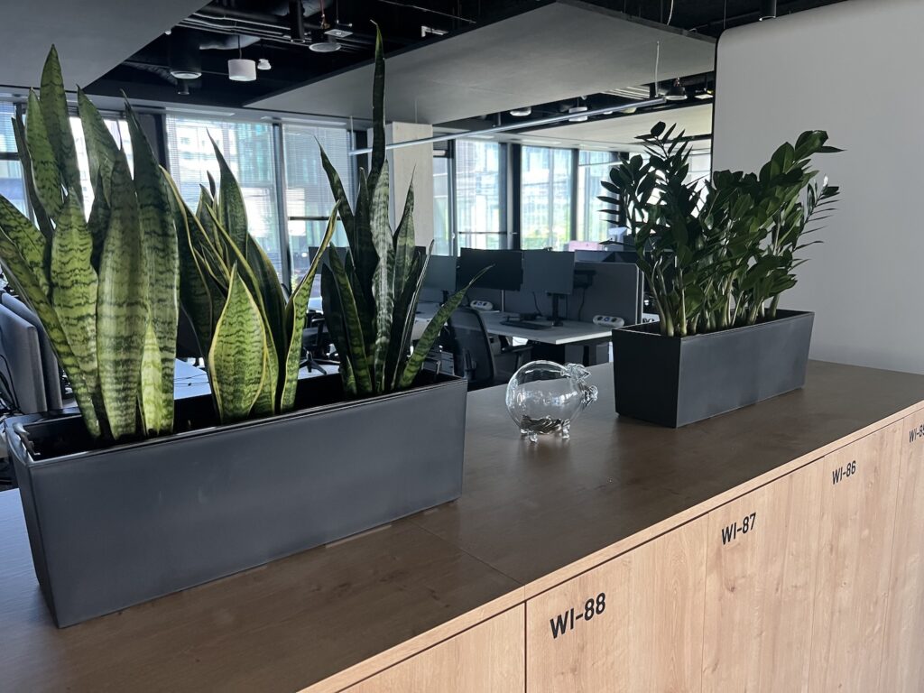 Jak przygotować rośliny w biurze do zimy? Praktyczny poradnik