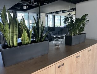 Dwie czarne prostokątne donice z zielonymi roślinami domowymi i przezroczysta szklana miska na ryby stoją na drewnianej powierzchni w nowoczesnym biurze producenta sprzętu audio, z biurkami widocznymi w tle.